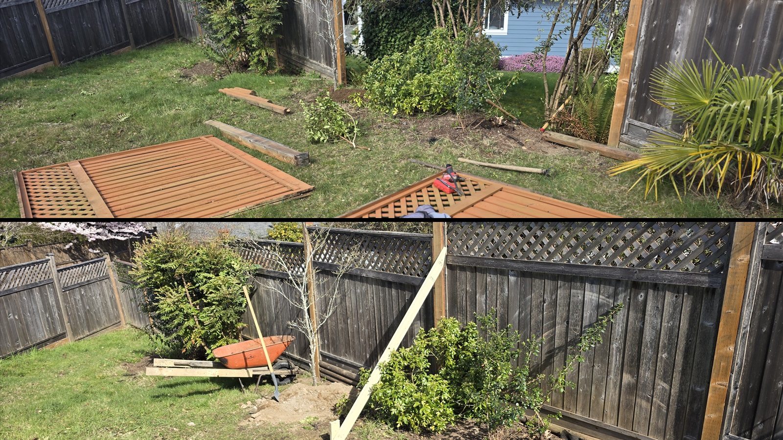 Before and after fence panel cleanup and repair progress for Nanaimo Junk Removal.